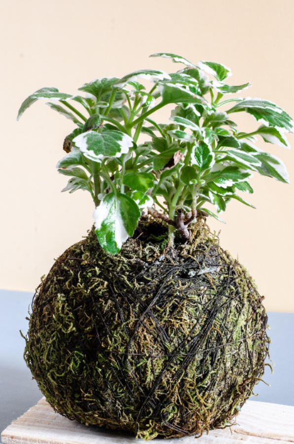 kokedama-el-arte-floral-japones-milenario