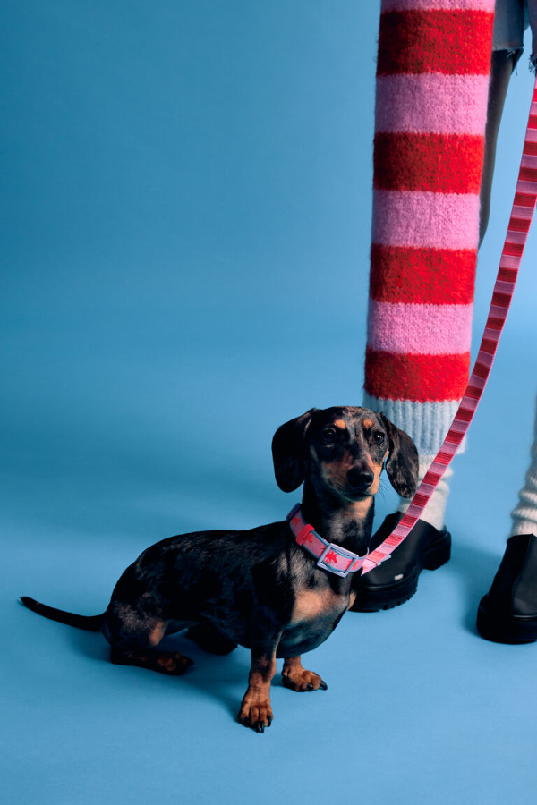 bimba-y-lola-tambien-tiene-accesorios-para-tu-mascota