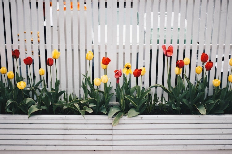bana-de-color-tu-casa-con-una-planta-de-efecto-efimero-como-el-tulip