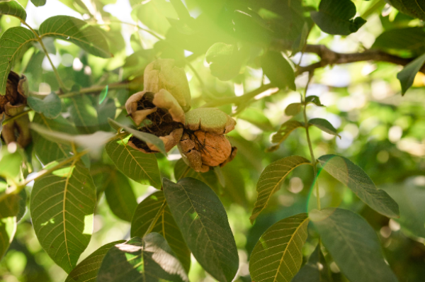 siempre-vida-siempre-nueces