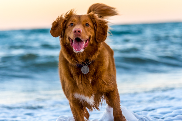 no-sin-mi-perro-guia-para-viajar-con-perros