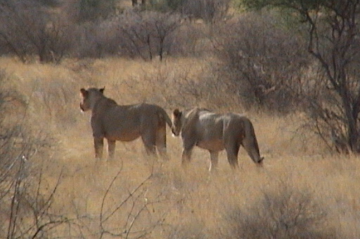 que-destino-elegir-para-un-safari-en-africa