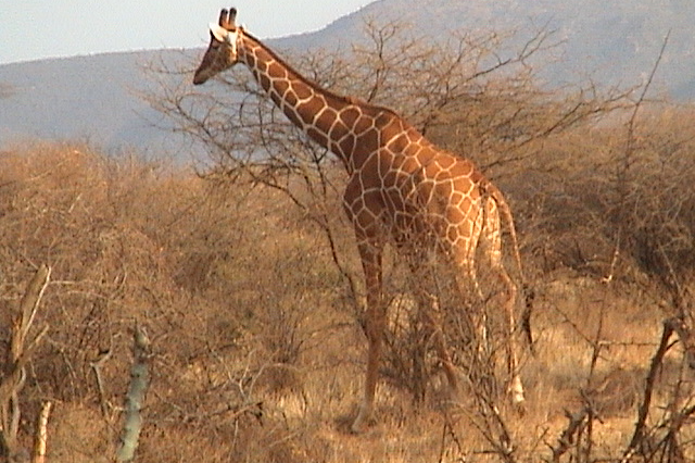 que-destino-elegir-para-un-safari-en-africa